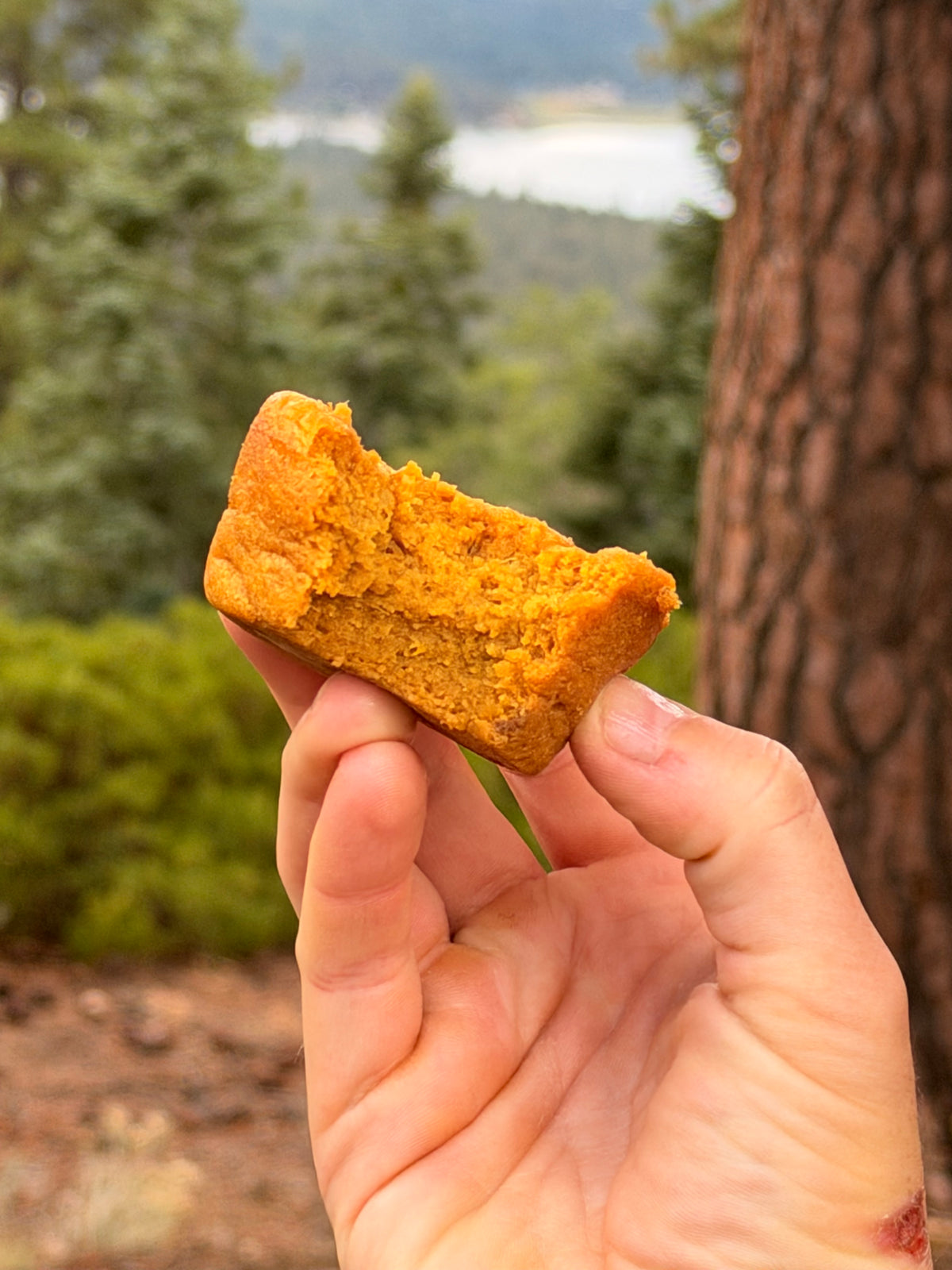 A hand holding a bite of a sweet potato vanilla cake outdoors, with a blurred forest background and a tree trunk on the right.